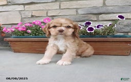 Cocker Spaniel dogs for sale: Oakley - Image 1