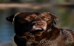 Labrador Retriever dogs for sale: Yellow Boy - Image 4
