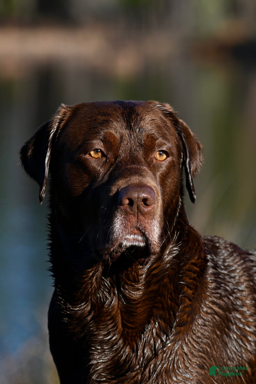 Labrador Retriever dogs for sale: Yellow Boy - Image 4