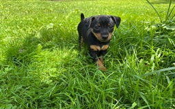 Miniature Pinscher dogs for sale: Violet - Image 3