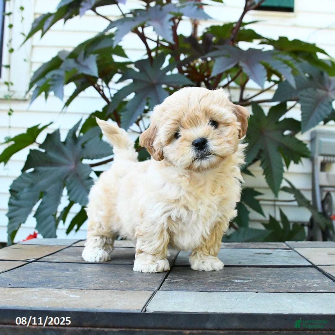Shihpoo dogs for sale: Flower - Image 3