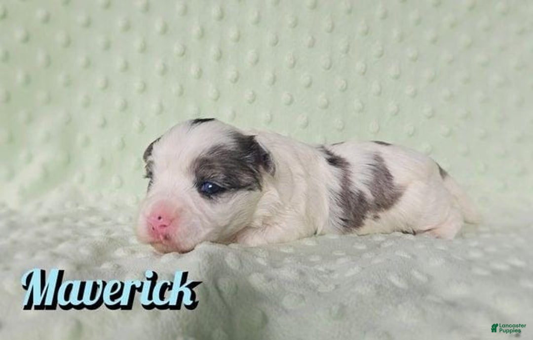 Yorkshire Terrier dogs for sale: Maverick - Image 3