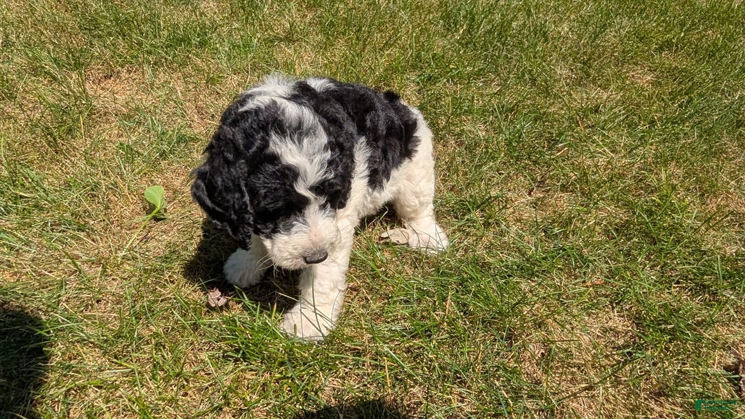 Mini Bernedoodle dogs for sale: Sophie - Image 10