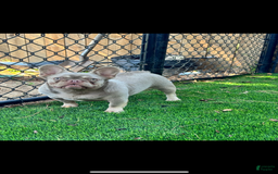 French Bulldog dogs for sale: Milo - Image 6