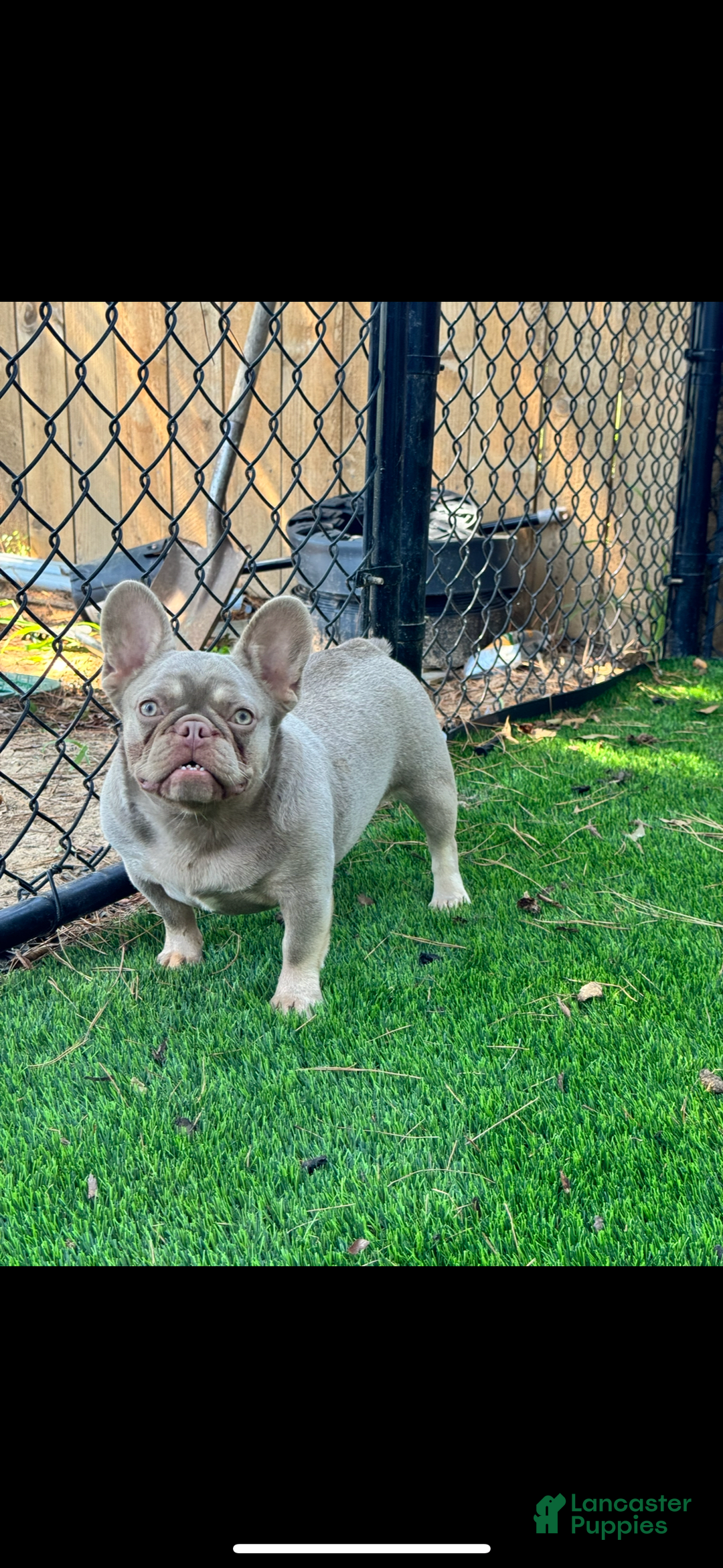 French Bulldog dogs for sale: Milo - Image 6