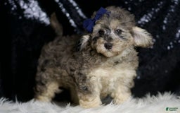 Miniature Poodle dogs for sale: Mikasa - Image 9
