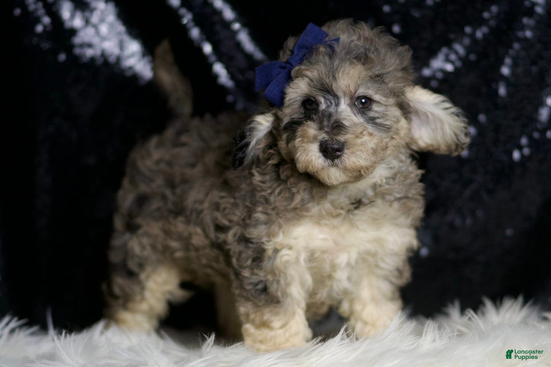 Miniature Poodle dogs for sale: Mikasa - Image 9