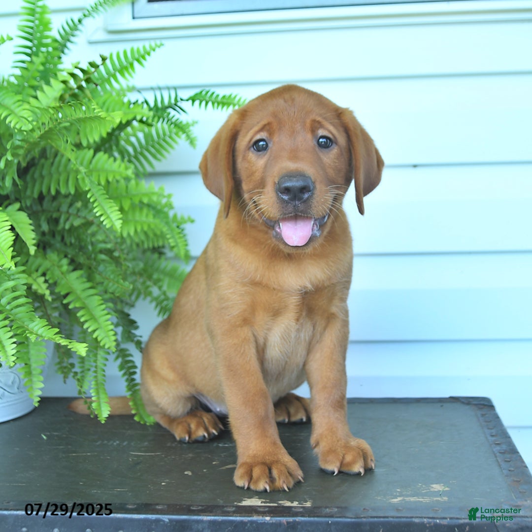 Labrador Retriever dogs for sale: Yosemite - Image 3
