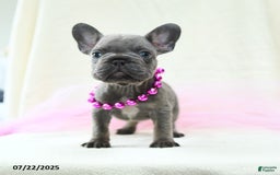 French Bulldog dogs for sale: Esme Akc - Image 3