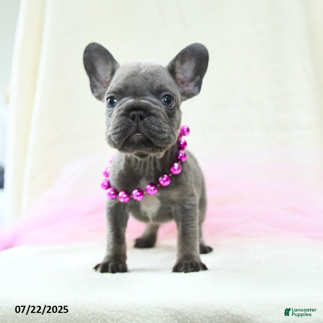 French Bulldog dogs for sale: Esme Akc - Image 3
