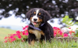 Bernese Mountain Dog dogs for sale: Bernese Mountain Dog 6 puppies - Image 14