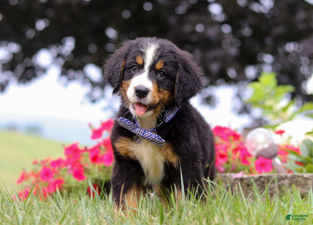 Bernese Mountain Dog dogs for sale: Bernese Mountain Dog 6 puppies - Image 14