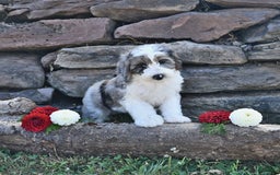 Aussiedoodle dogs for sale: Misty - Image 5