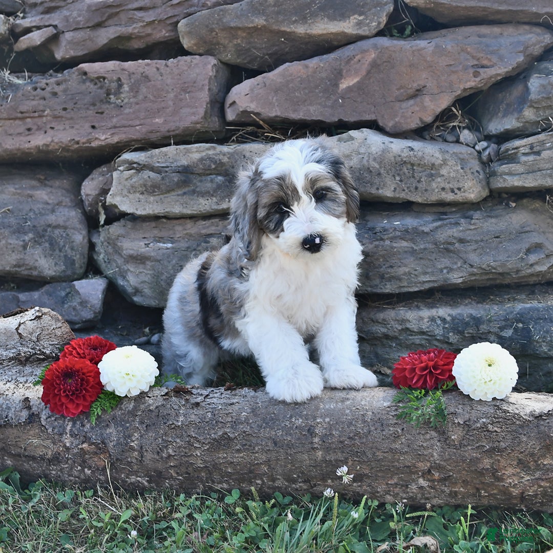 Aussiedoodle dogs for sale: Misty - Image 5