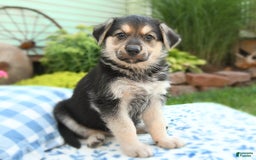 German Shepherd dogs for sale: Timber - Image 5