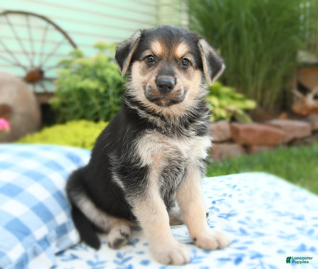 German Shepherd dogs for sale: Timber - Image 5