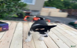Siberian Husky dogs for sale: Skunky - Image 9