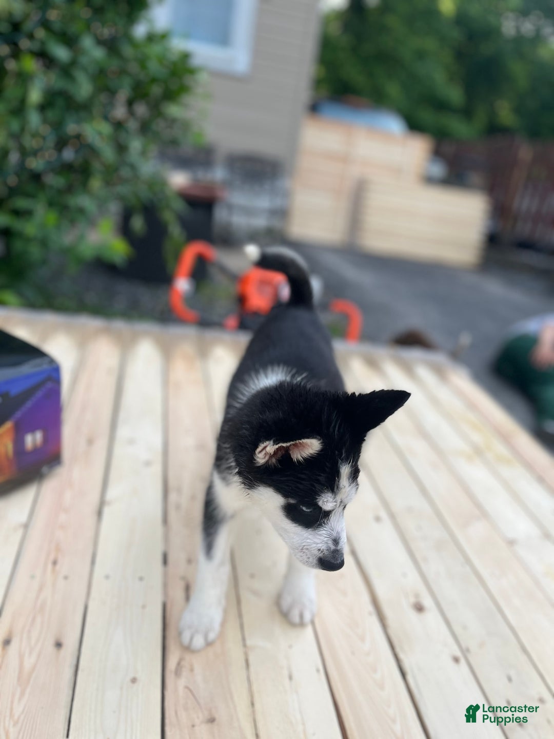 Siberian Husky dogs for sale: Skunky - Image 9