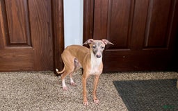 Italian Greyhound dogs for sale: Kenny - Image 7