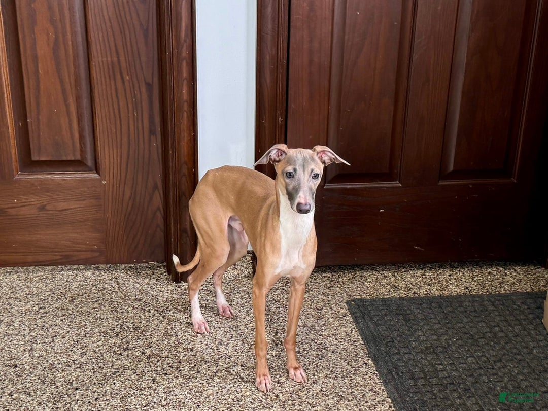 Italian Greyhound dogs for sale: Kenny - Image 7