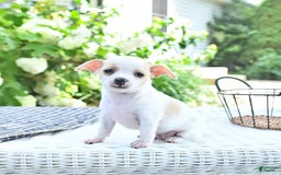Chihuahua dogs for sale: Tina - Image 9