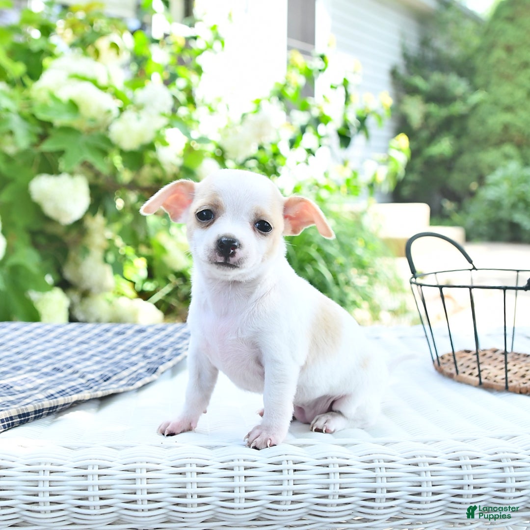 Chihuahua dogs for sale: Tina - Image 9