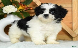 Teddy Bear dogs for sale: Summer - Image 2