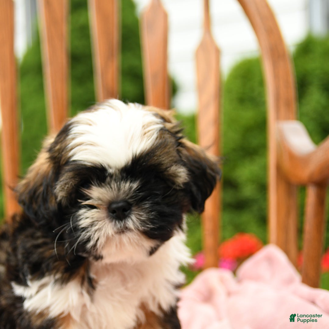 Shih Tzu dogs for sale: Puddles - Image 10