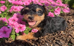 Schnoodle dogs for sale: Ernist - Image 4