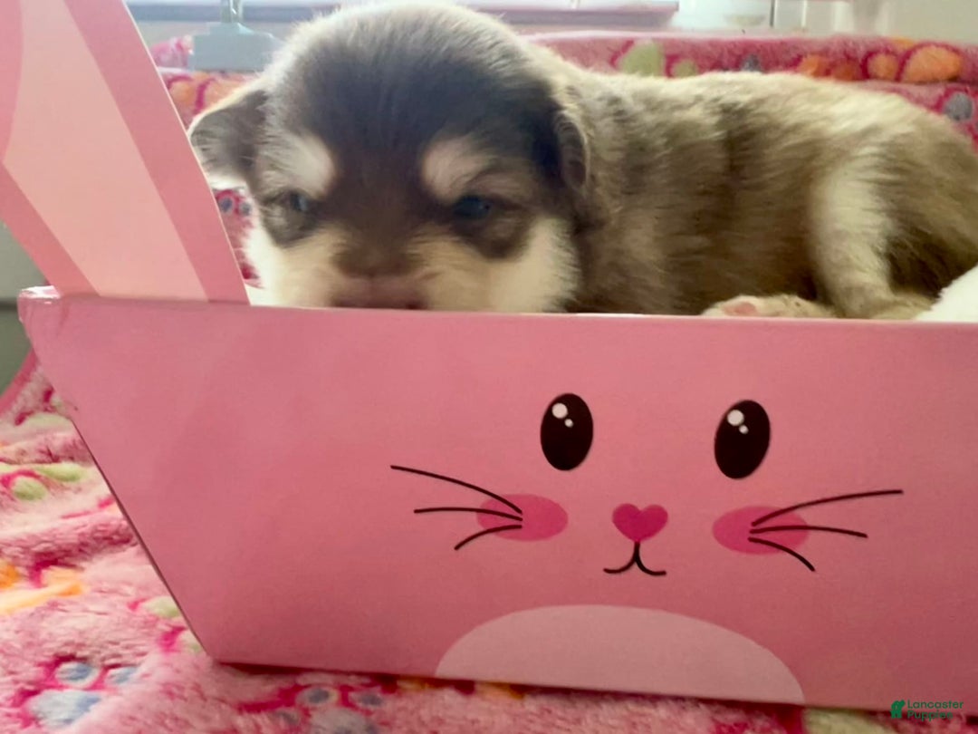Pomsky dogs for sale: Dove - Image 7