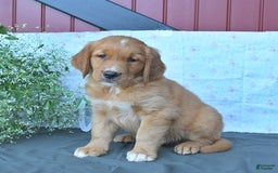 Golden Retriever dogs for sale: Caramello - Listing for pets: Cookie, Coffee, Caramello, Champ, Charmer, Carmela, Cocoa, Creme - Image 2