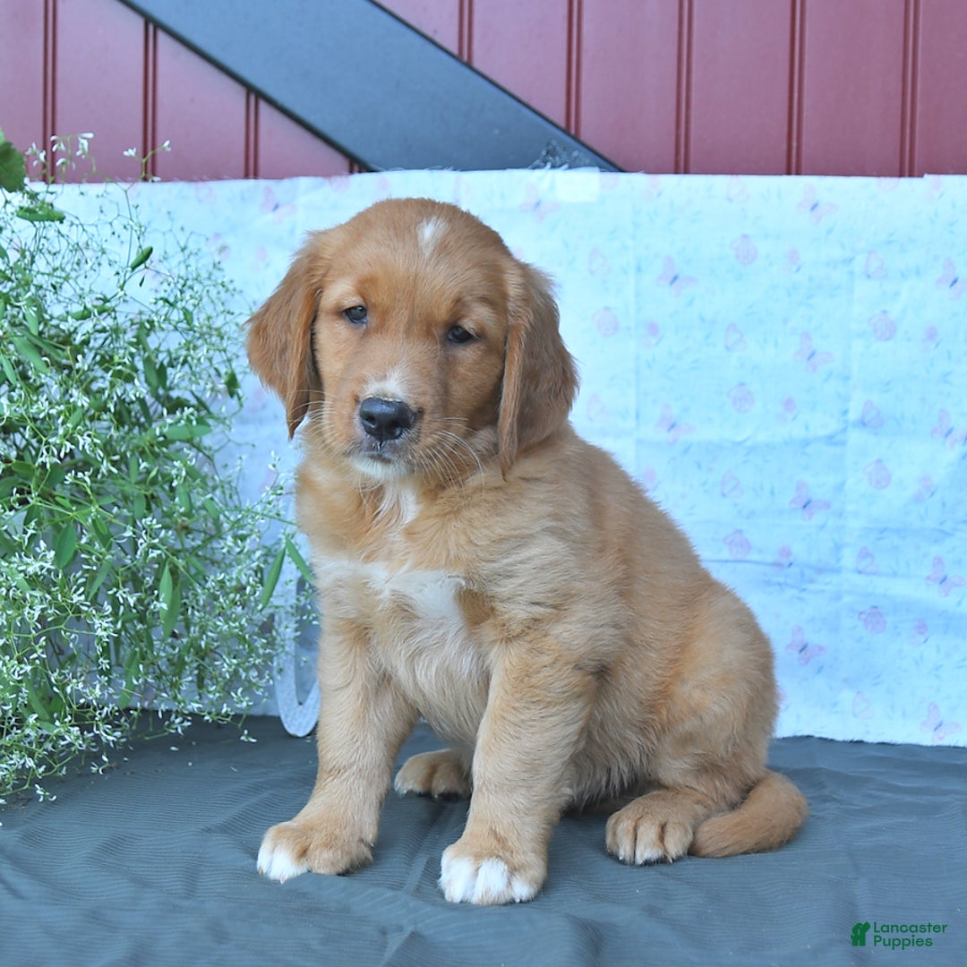Golden Retriever dogs for sale: Caramello - Listing for pets: Cookie, Coffee, Caramello, Champ, Charmer, Carmela, Cocoa, Creme - Image 2