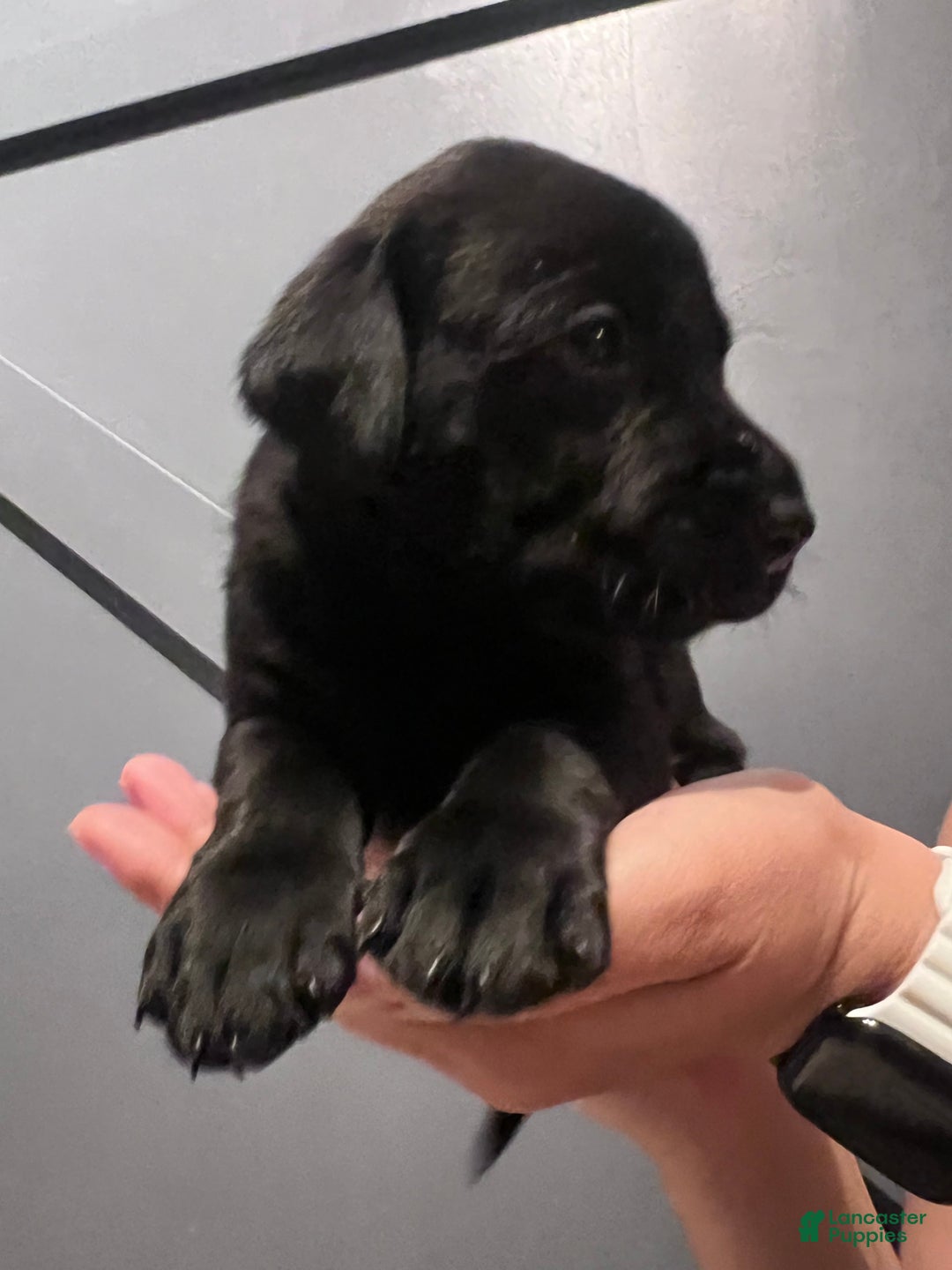 Labrador Retriever dogs for sale: Knight - Image 2