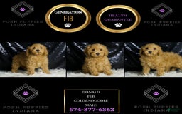 Mini Goldendoodle dogs for sale: Donald - Image 3