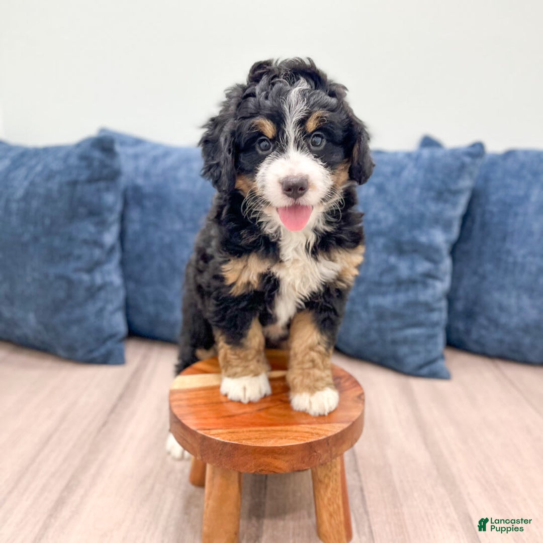 Mini Bernedoodle dogs for sale: Hazel - Image 9