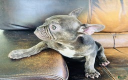 French Bulldog dogs for sale: Buddy - Image 22