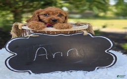 Cavapoo dogs for sale: Ann - Image 7