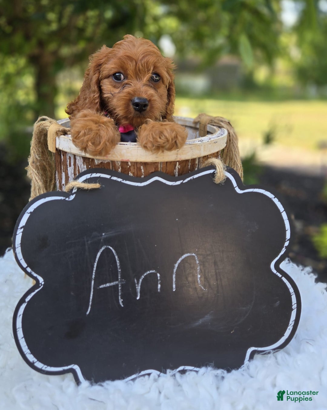 Cavapoo dogs for sale: Ann - Image 7