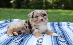 Australian Shepherd dogs for sale: Mikey - Image 13