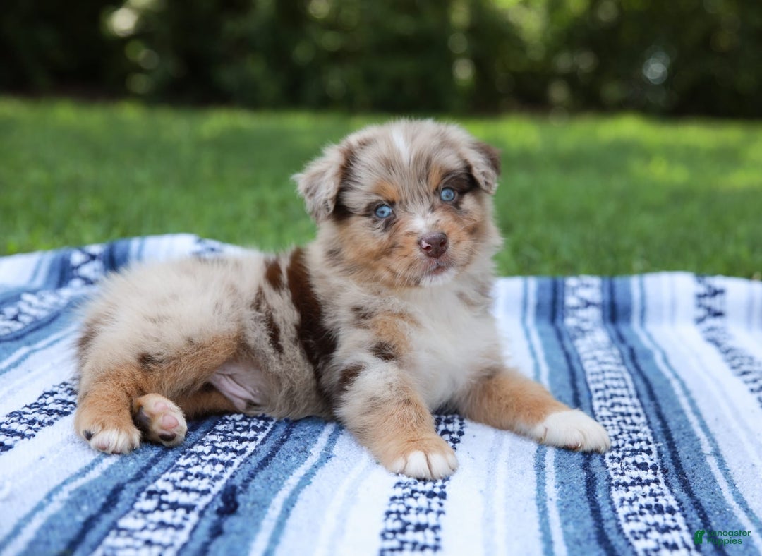 Australian Shepherd dogs for sale: Mikey - Image 13