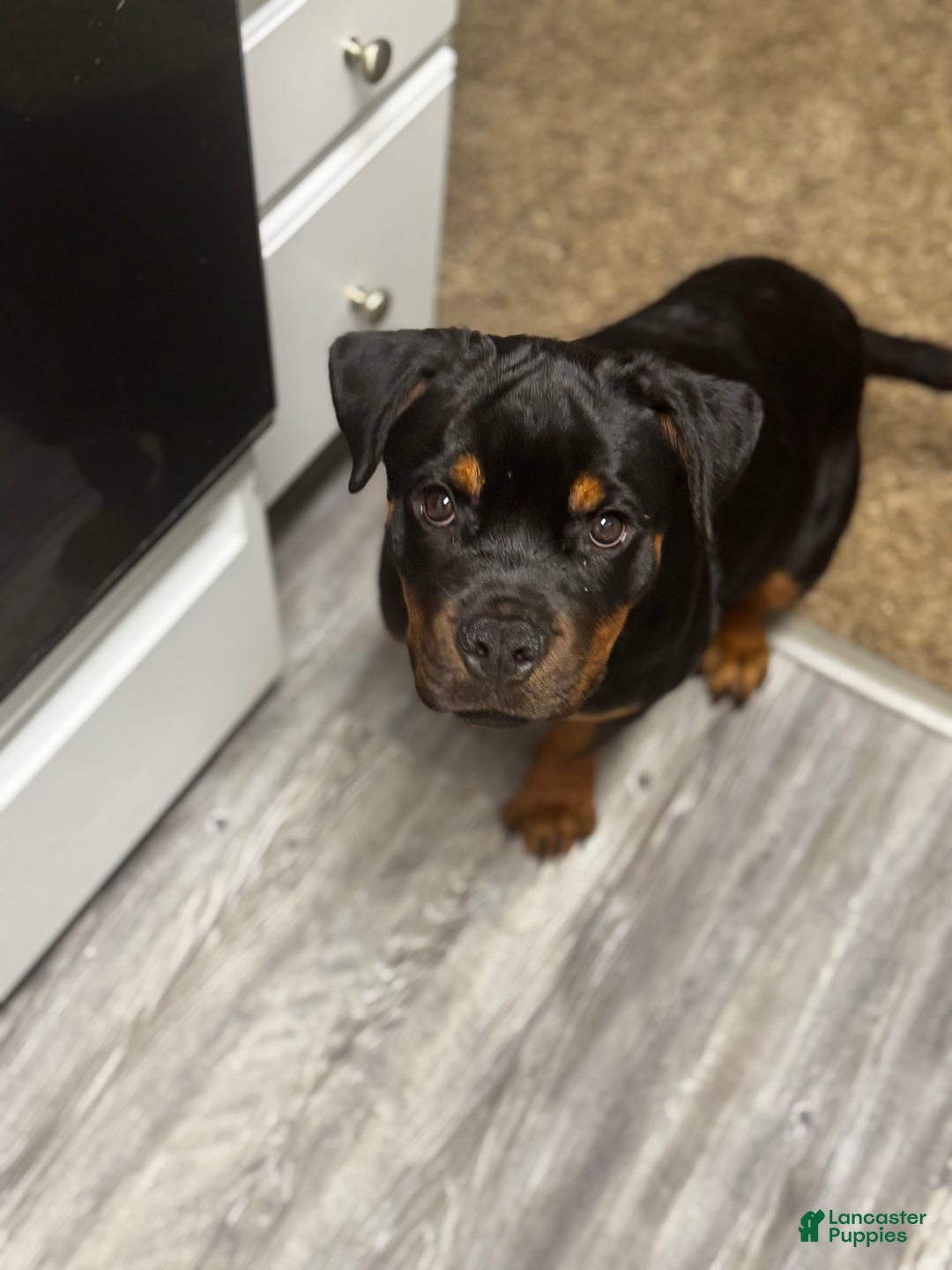 Rottweiler dogs for sale: Hope - Image 1