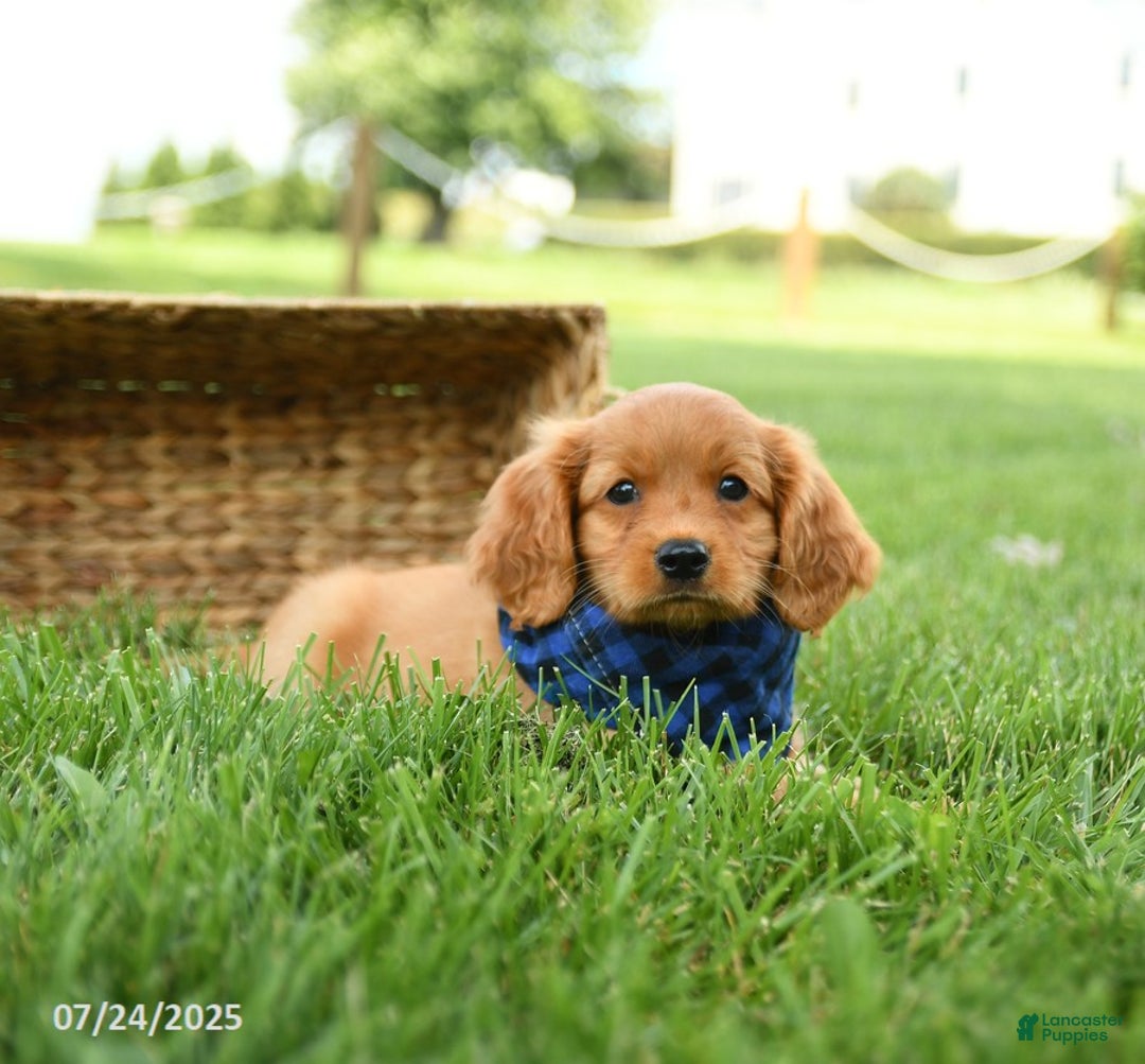 Miniature Golden Retriever dogs for sale: Crosby - Image 3