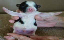 Yorkshire Terrier dogs for sale: Beckham - Image 11