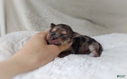 Morkie dogs for sale: Rare Merle Butterfly - Image 4
