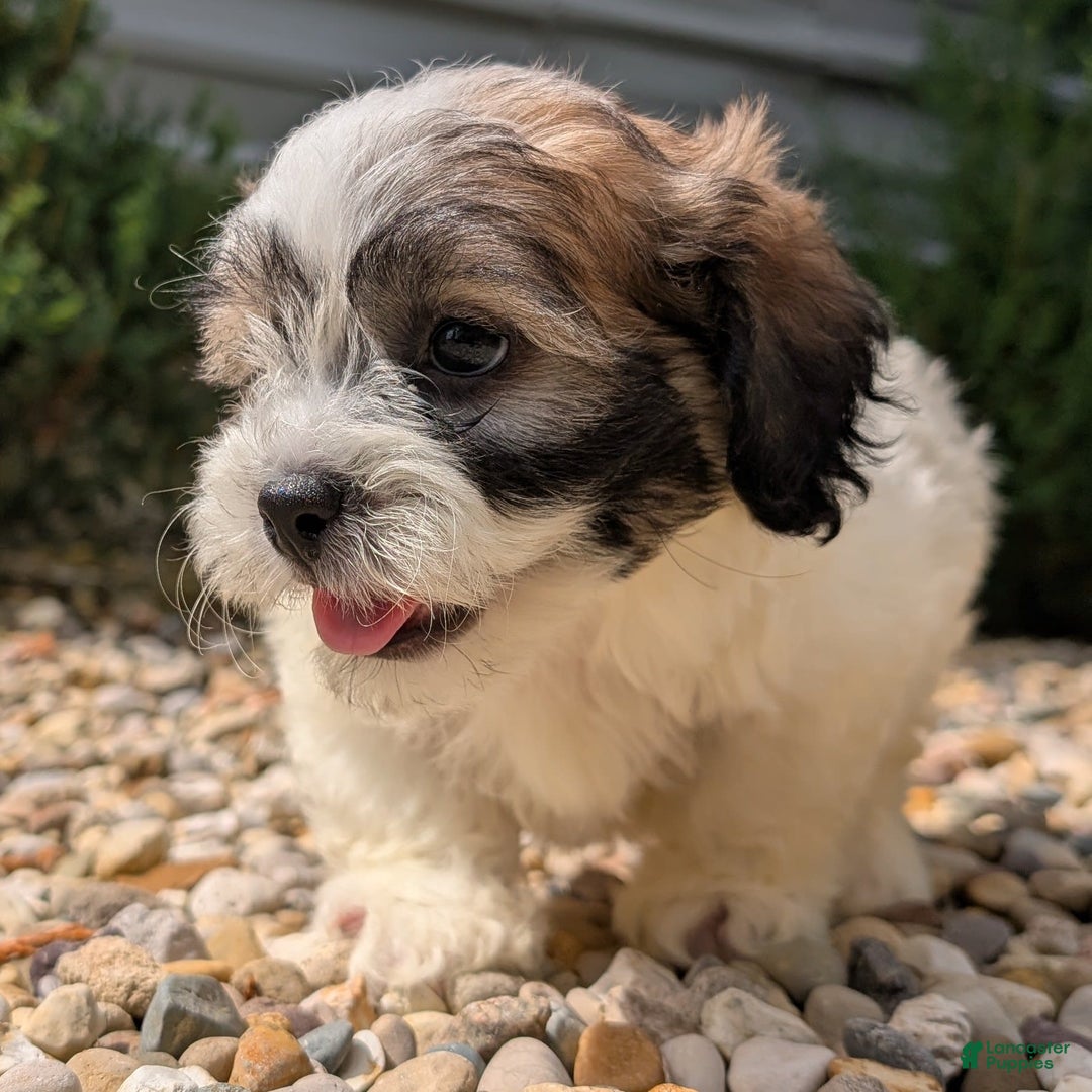 Teddy Bear dogs for sale: Marshmallow - Image 12