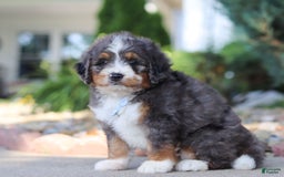 Mini Bernedoodle dogs for sale: Frank - Image 5