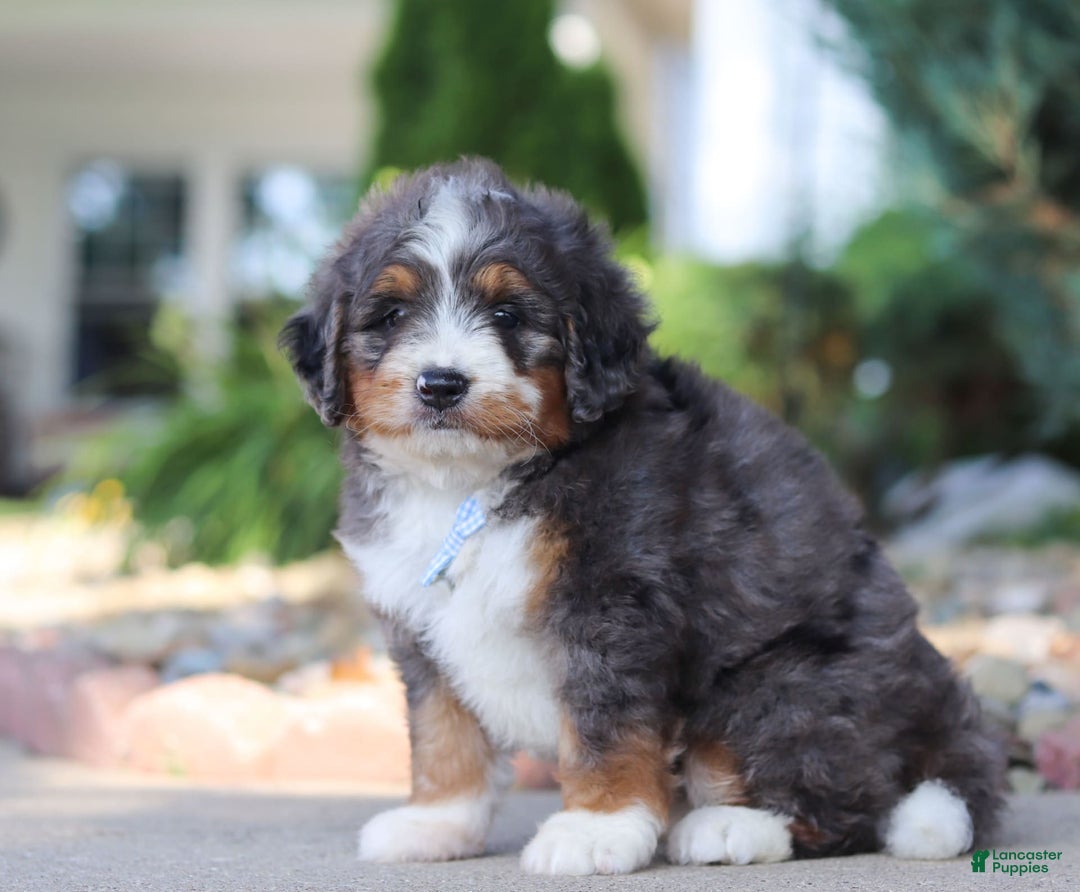 Mini Bernedoodle dogs for sale: Frank - Image 5
