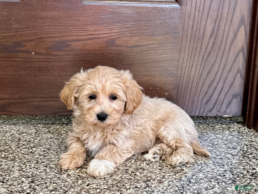 Maltipoo dogs for sale: Darling - Image 9
