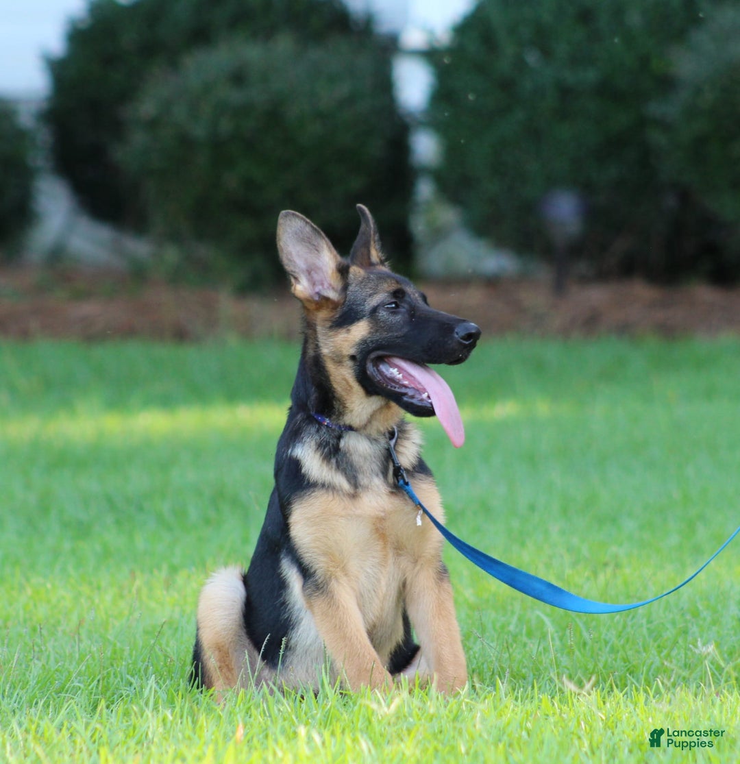 German Shepherd dogs for sale: Hazel - Image 12