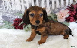 Miniature Dachshund dogs for sale: Gracie - Image 10
